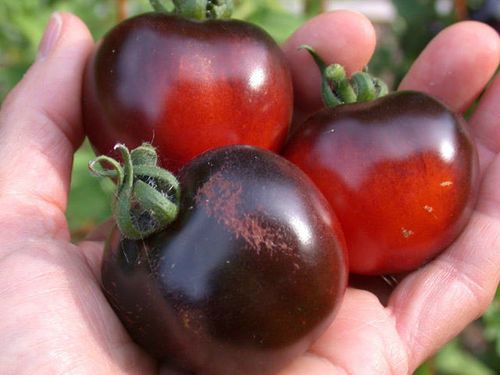 Лучшие сорта томатов Черри для теплицы и грунта