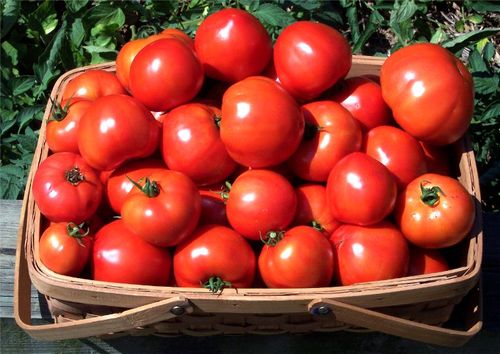 Лучшие сорта томатов Черри для теплицы и открытого грунта: описание ихарактеристика