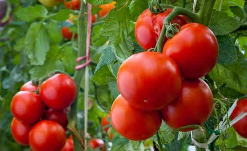 Сорт томатов F1: характеристика, описание и отзывы