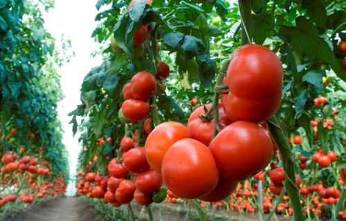 Сорт томатов F1: характеристика, описание и отзывы