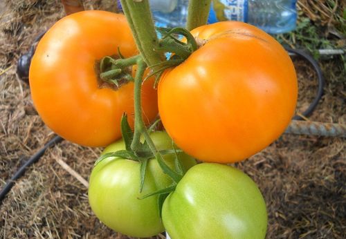 Характеристика и выращивание сорта томатов Золотой