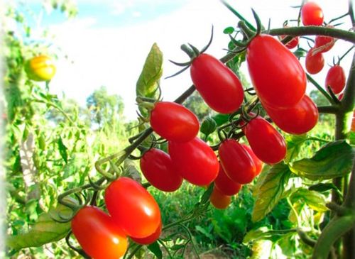 Рейтинг лучших сортов томатов для Сибири