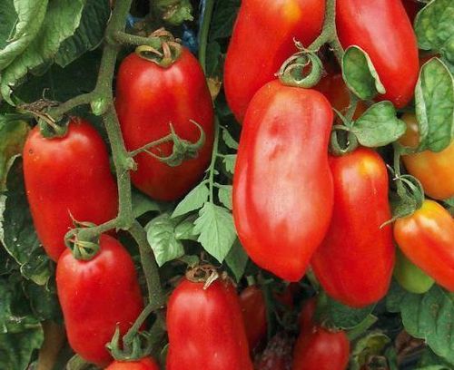 Рейтинг лучших сортов томатов для Сибири