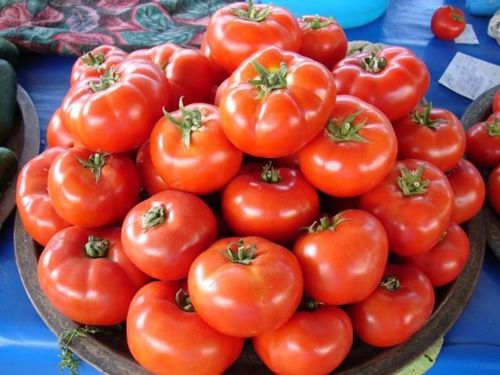 Описание и правила выращивания томатов сорта Джина