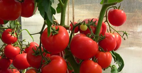 Виды и особенности томатов сорта Любаша