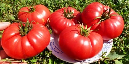 Обзор лучших сортов томатов для Средней полосы