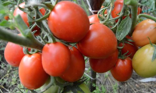 Лучшие сорта томатов для Средней полосы для теплицы и открытого грунта