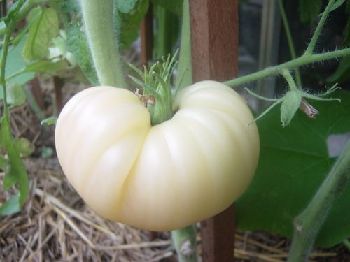 Белый помидор