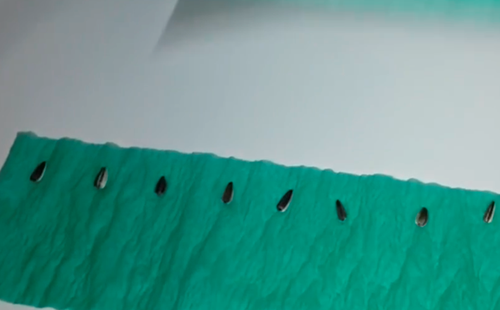 Раскладка семян на ткани