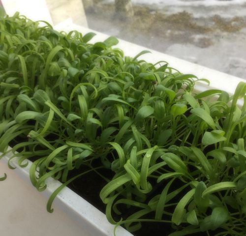 Способы выращивания шпината в разных условиях