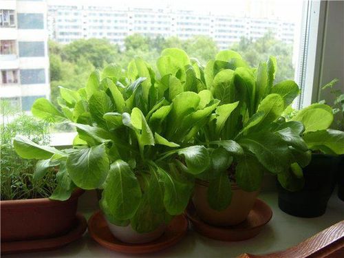 Способы выращивания шпината в разных условиях