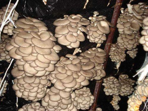 Правила выращивания грибов в теплице