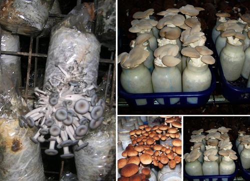 Разнообразие выращиваемых грибов